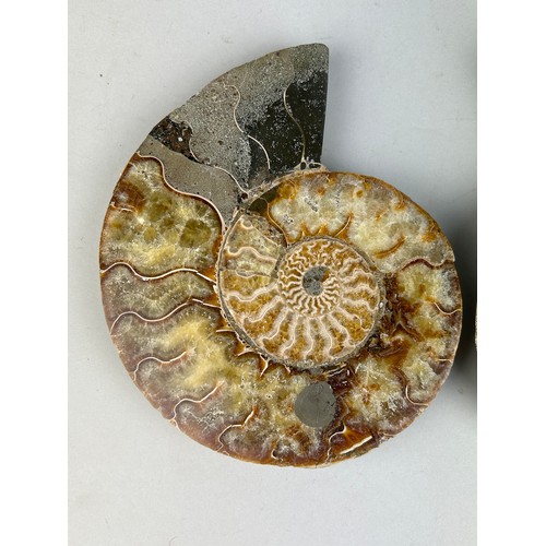 220 - A VERY LARGE CUT AND POLISHED AMMONITE FOSSIL

20cm x 16cm each

A very large Ammonite Fossil from M... 