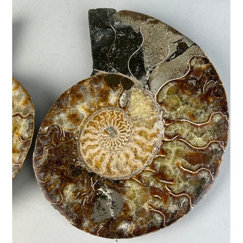 220 - A VERY LARGE CUT AND POLISHED AMMONITE FOSSIL

20cm x 16cm each

A very large Ammonite Fossil from M... 