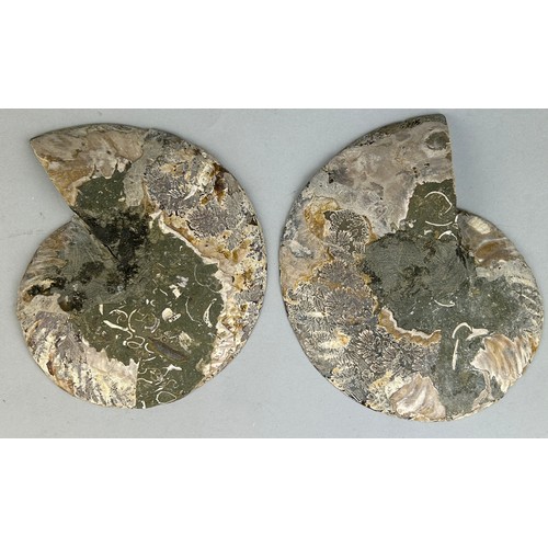 220 - A VERY LARGE CUT AND POLISHED AMMONITE FOSSIL

20cm x 16cm each

A very large Ammonite Fossil from M... 