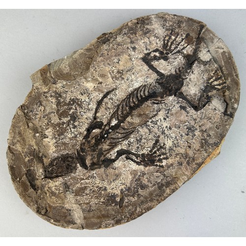 199 - A COMPLETE FOSSIL REPTILE IN A STONE, 

24cm x 16cm 

Barasaurus is an extinct genus of procolophono... 