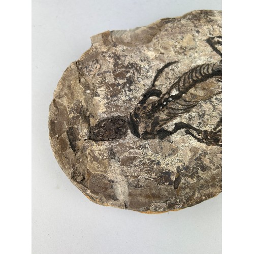 199 - A COMPLETE FOSSIL REPTILE IN A STONE, 

24cm x 16cm 

Barasaurus is an extinct genus of procolophono... 