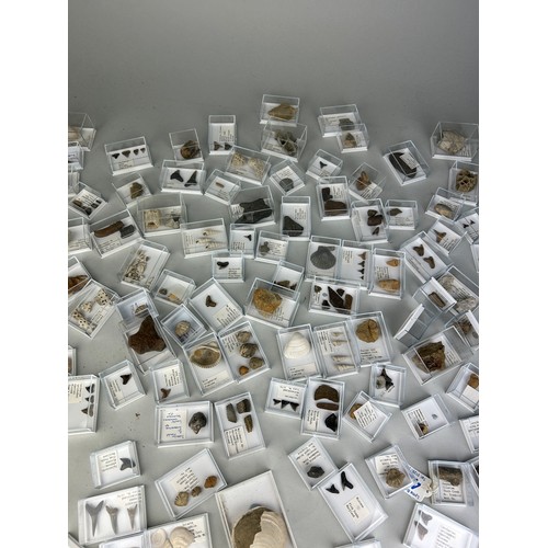 223 - A LARGE COLLECTION OF FOSSIL SHARK TEETH AND SHELLS FROM USA

Each specimen boxed and labelled. Ex B... 