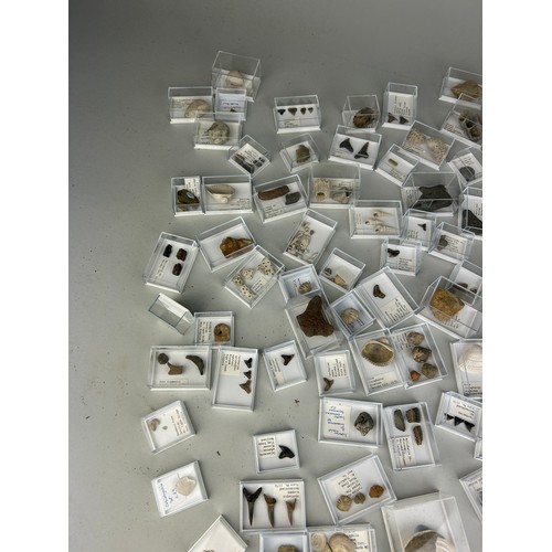 223 - A LARGE COLLECTION OF FOSSIL SHARK TEETH AND SHELLS FROM USA

Each specimen boxed and labelled. Ex B... 