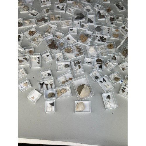 223 - A LARGE COLLECTION OF FOSSIL SHARK TEETH AND SHELLS FROM USA

Each specimen boxed and labelled. Ex B... 