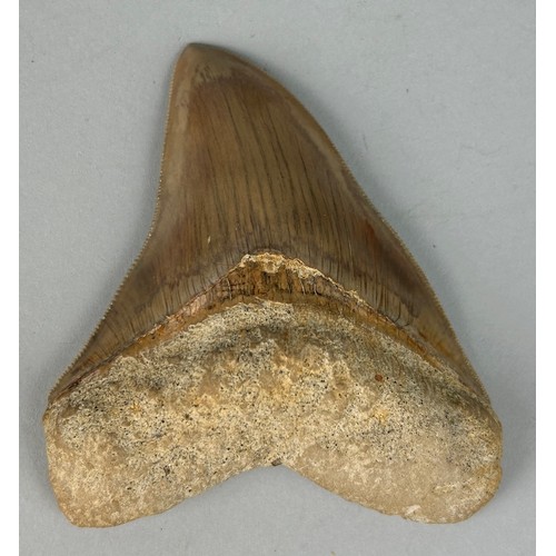 203 - A MEGALODON SHARK TOOTH FOSSIL

10cm x 8cm 

From Java, Indonesia. Miocene circa 5-10 million years ... 