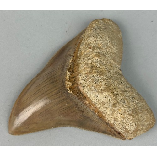 203 - A MEGALODON SHARK TOOTH FOSSIL

10cm x 8cm 

From Java, Indonesia. Miocene circa 5-10 million years ... 