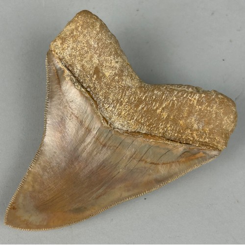 203 - A MEGALODON SHARK TOOTH FOSSIL

10cm x 8cm 

From Java, Indonesia. Miocene circa 5-10 million years ... 