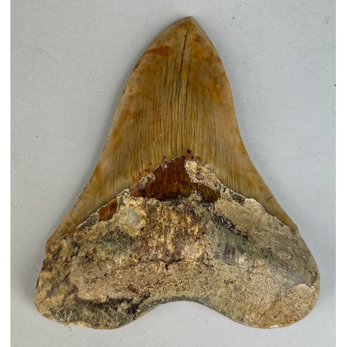 204 - A VERY LARGE MEGALODON SHARK TOOTH FOSSIL

13cm x 11cm 
From Java, Indonesia. Miocene circa 5-10 mil... 