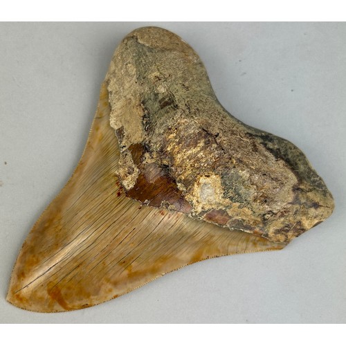 204 - A VERY LARGE MEGALODON SHARK TOOTH FOSSIL

13cm x 11cm 
From Java, Indonesia. Miocene circa 5-10 mil... 