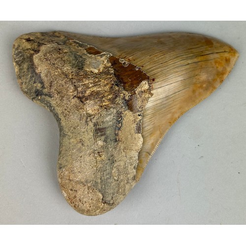 204 - A VERY LARGE MEGALODON SHARK TOOTH FOSSIL

13cm x 11cm 
From Java, Indonesia. Miocene circa 5-10 mil... 