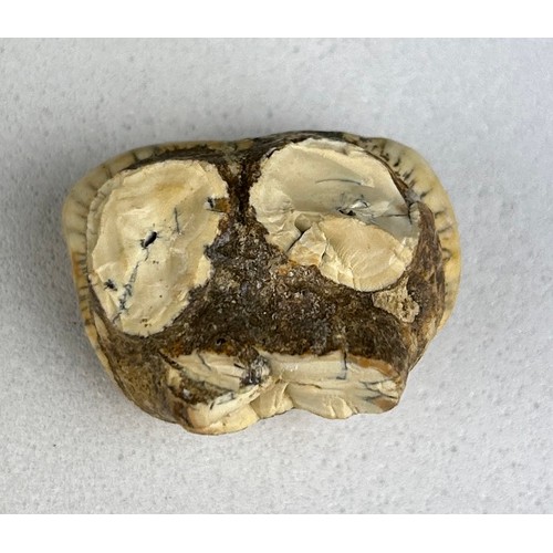 205 - AN ENGLISH CAVE BEAR TOOTH FOSSIL

2.5cm x 2cm 
A rare molar tooth from an extinct Cave Bear - Ursus... 