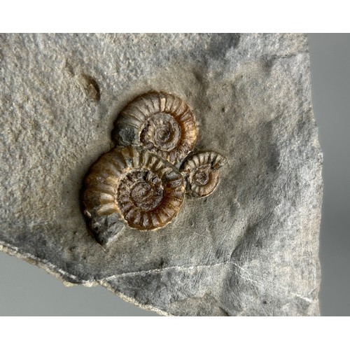 227 - TRIO OF AMMONITES FROM LYME REGIS

10cm x 7cm 

Three fossil ammonites (Promicroceras species) on li... 