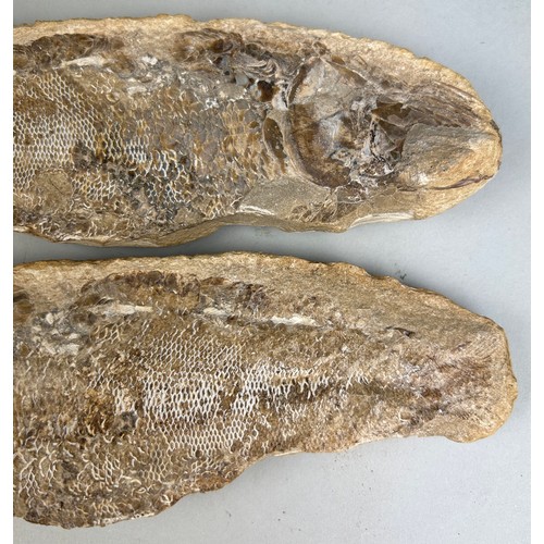 222 - A FOSSIL FISH POSITIVE/NEGATIVE STONE

20cm L 

This stone was split open to reveal a complete fossi... 