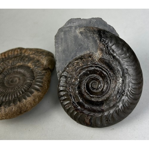 235 - AMMONITE FOSSILS FROM WHITBY, YORKSHIRE

A pair of ammonite fossils from Whitby, Yorkshire. Dactylio... 