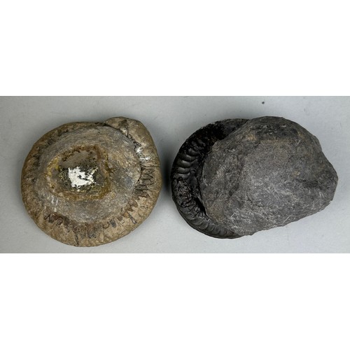 235 - AMMONITE FOSSILS FROM WHITBY, YORKSHIRE

A pair of ammonite fossils from Whitby, Yorkshire. Dactylio... 