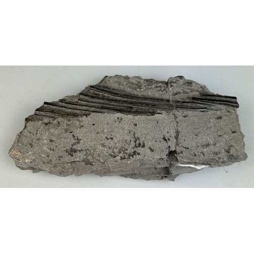 216 - FOSSIL ICHTHYOSAURUS MARINE DINOSAUR RIBS FROM LYME REGIS

16cm x 9cm 

From the Jurassic coast, pre... 