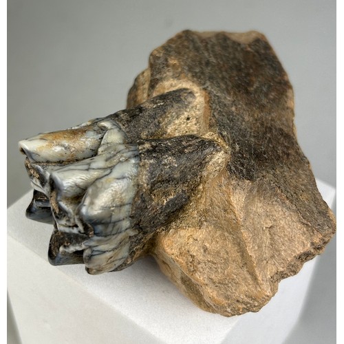 206 - JAW FOSSIL FROM AN EXTINCT HIPPO

10cm x 9cm x 4cm 
This partial jaw contains one extremely well-pre... 