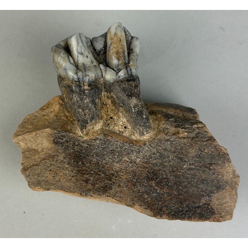 206 - JAW FOSSIL FROM AN EXTINCT HIPPO

10cm x 9cm x 4cm 
This partial jaw contains one extremely well-pre... 