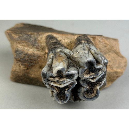 206 - JAW FOSSIL FROM AN EXTINCT HIPPO

10cm x 9cm x 4cm 
This partial jaw contains one extremely well-pre... 