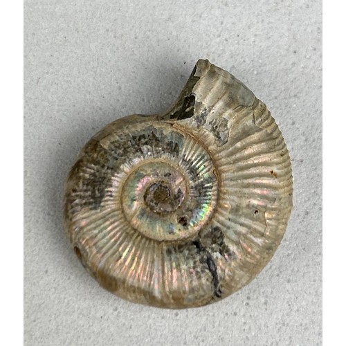 236 - A HIGHLY IRIDESCENT OPALISED AMMONITE FOSSIL

Natural shell displaying striking flashes of blue, gre... 