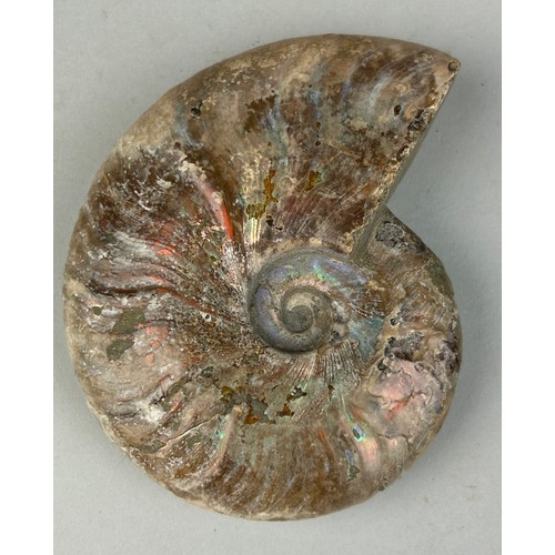 226 - AN OPALISED CLEONICERAS AMMONITE FOSSIL

10cm x 8cm 

Ammonite From the Majunga Basin, Madagascar. N... 