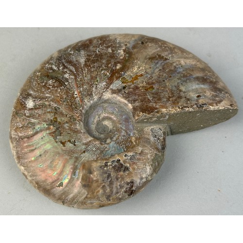 226 - AN OPALISED CLEONICERAS AMMONITE FOSSIL

10cm x 8cm 

Ammonite From the Majunga Basin, Madagascar. N... 