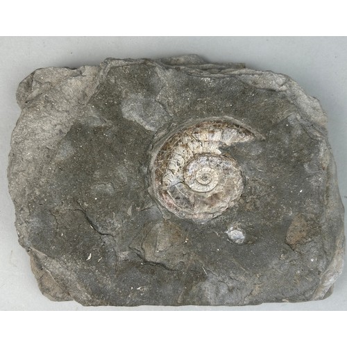 229 - AN IRIDESCENT AMMONITE FOSSIL FROM SOMERSET

15cm x 11cm 

Preserved on a piece of shale matrix. Whe... 