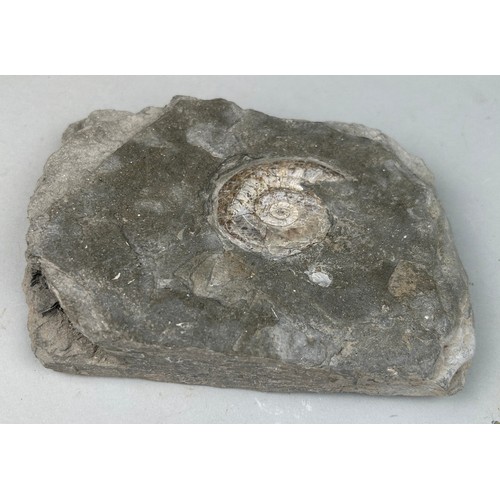 229 - AN IRIDESCENT AMMONITE FOSSIL FROM SOMERSET

15cm x 11cm 

Preserved on a piece of shale matrix. Whe... 