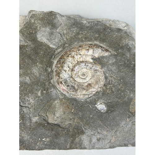 229 - AN IRIDESCENT AMMONITE FOSSIL FROM SOMERSET

15cm x 11cm 

Preserved on a piece of shale matrix. Whe... 