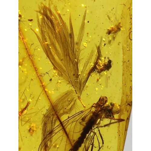 241 - A VERY RARE DOUBLE DINOSAUR FEATHER FOSSIL IN BURMESE AMBER

An extremely scarce double feather alon... 