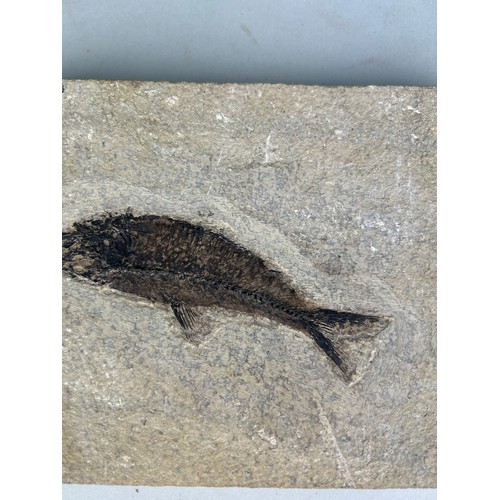 239B - A FISH FOSSIL FROM WYOMING

A very well preserved fish fossil in a slab of limestone from Wyoming, U... 