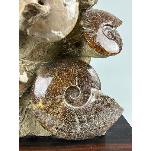 232 - FOSSILISED AMMONITES AND NAUTILUS ASSOCIATION FROM MADAGASCAR, 

Association measuring 56cm x 39cm 
... 