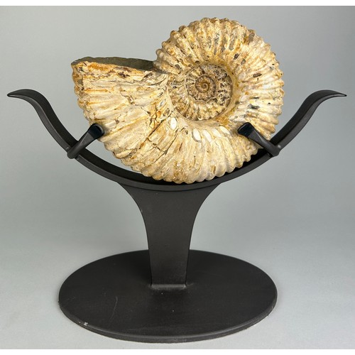 231 - A FOSSILISED DOUVILLEICERAS AMMONITE FROM MADAGASCAR, 

Mounted on a metal stand. 

Specimen measuri... 