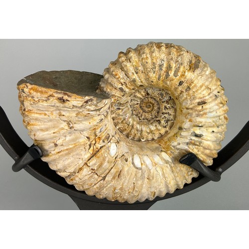 231 - A FOSSILISED DOUVILLEICERAS AMMONITE FROM MADAGASCAR, 

Mounted on a metal stand. 

Specimen measuri... 