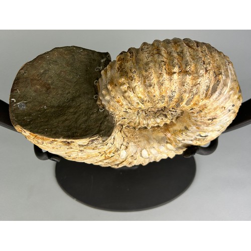 231 - A FOSSILISED DOUVILLEICERAS AMMONITE FROM MADAGASCAR, 

Mounted on a metal stand. 

Specimen measuri... 