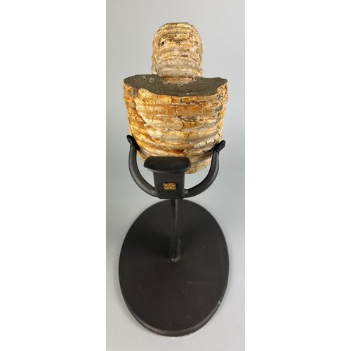 231 - A FOSSILISED DOUVILLEICERAS AMMONITE FROM MADAGASCAR, 

Mounted on a metal stand. 

Specimen measuri... 