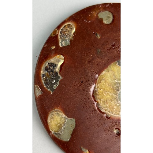 255 - POLISHED FOSSIL AMMONITE PLATE

A COMPOSITE PLATE COMPRISING NUMEROUS MADAGAASCAN AMMONITE FOSSILS, ... 