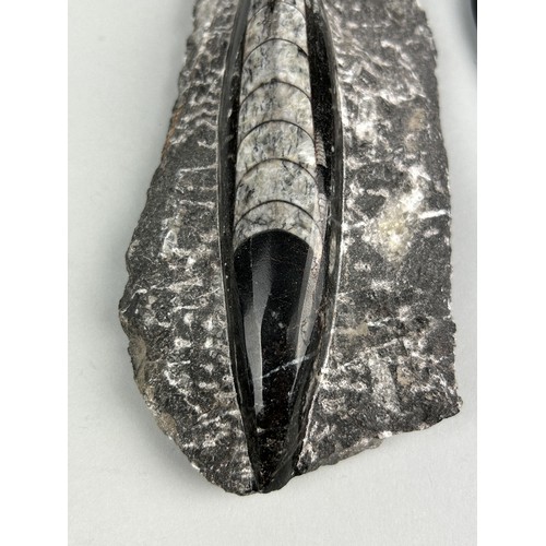 258 - A POLISHED FOSSIL ORTHOCERAS AND GONIATITE, 

Largest 18cm x 8cm 

A pair of polished Orthoceras Cep... 