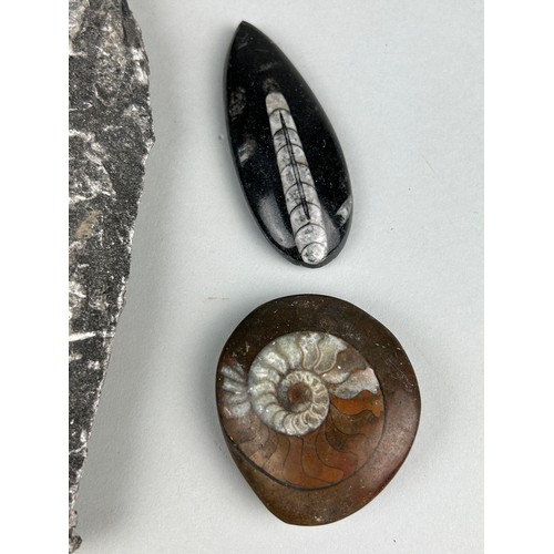 258 - A POLISHED FOSSIL ORTHOCERAS AND GONIATITE, 

Largest 18cm x 8cm 

A pair of polished Orthoceras Cep... 