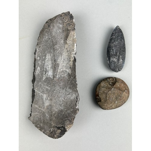 258 - A POLISHED FOSSIL ORTHOCERAS AND GONIATITE, 

Largest 18cm x 8cm 

A pair of polished Orthoceras Cep... 