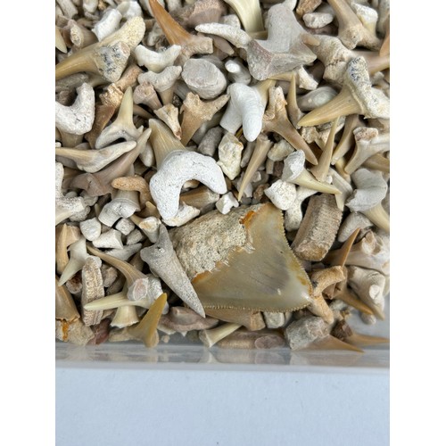 261 - EXTINCT FOSSIL SHARK TEETH, 

A large group comprising of hundreds of shark teeth and other fossils.... 