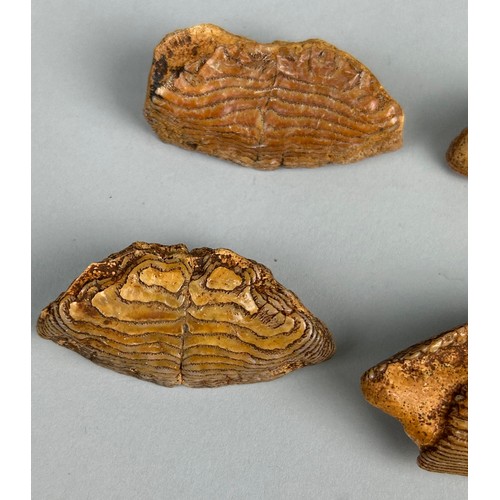 257 - FOSSIL FISH MOUTHPLATES,

A grouping of large fish mouth plates from the Miocene deposits of Java, I... 