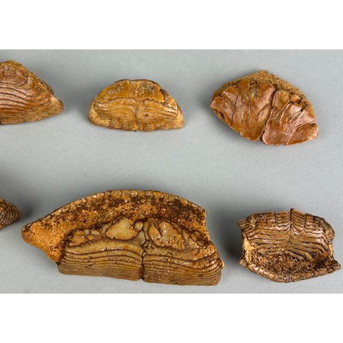 257 - FOSSIL FISH MOUTHPLATES,

A grouping of large fish mouth plates from the Miocene deposits of Java, I... 