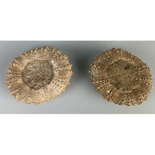 259 - A PAIR OF FOSSIL SEA URCHINS

6cm x 5cm each.

From the Island of Flores, Indonesia. Miocene 5-10 mi... 