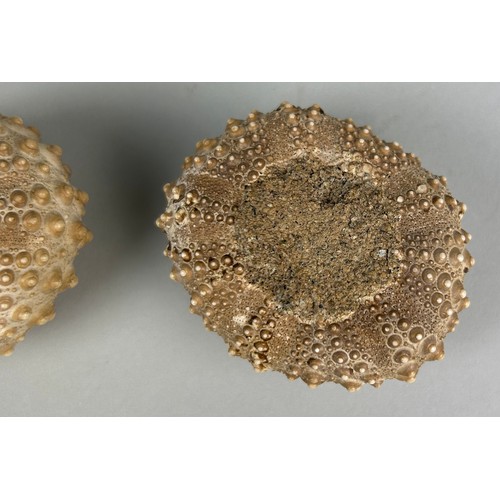 259 - A PAIR OF FOSSIL SEA URCHINS

6cm x 5cm each.

From the Island of Flores, Indonesia. Miocene 5-10 mi... 