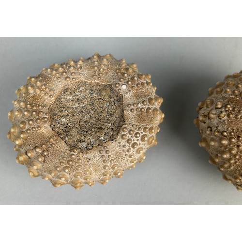 259 - A PAIR OF FOSSIL SEA URCHINS

6cm x 5cm each.

From the Island of Flores, Indonesia. Miocene 5-10 mi... 