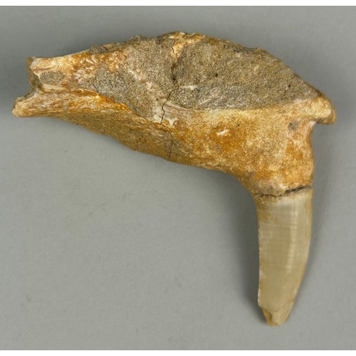 260 - A FOSSILISED PREDATORY FISH JAW,

8cm L
Enchodus fish jaw with large fang. Eocene of Morocco Circa -... 