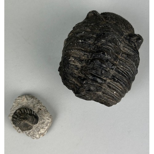 263 - A VERY LARGE FOSSIL TRILOBITE WITH ANOTHER,


Largest 8.5cm x 6.5cm x 6cm 

A very large example of ... 