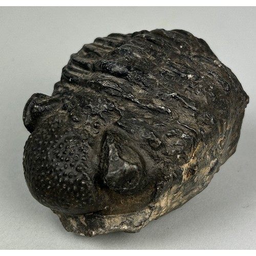 263 - A VERY LARGE FOSSIL TRILOBITE WITH ANOTHER,


Largest 8.5cm x 6.5cm x 6cm 

A very large example of ... 