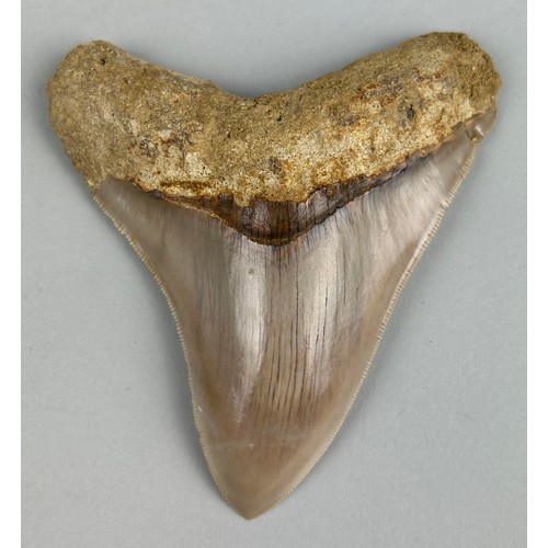 250 - A MEGALODON SHARK TOOTH FOSSIL,

11cm x 9.5cm 

Tooth from the extinct Megalodon Shark.
From Java, I... 